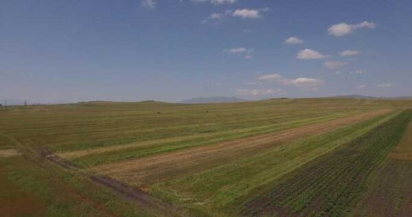 მინდვრები და გზა წალკაში