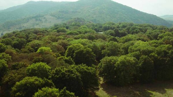 დმანისი, არქეოლოგიური გათხრები, ხედი დრონიდან