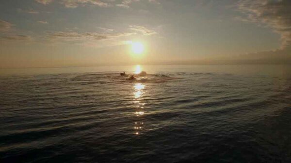 წყლის სკუტერები, გონიო