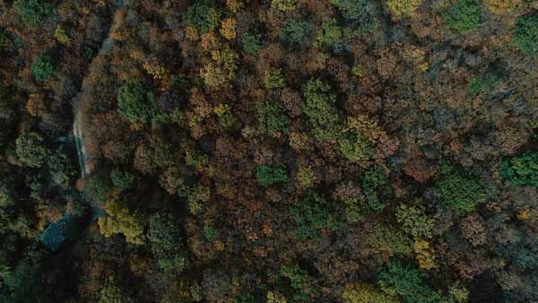 შემოდგომის ტყე, ზედხედი დრონიდან