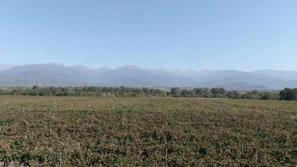 ვენახი , სოფელი ალავერდი