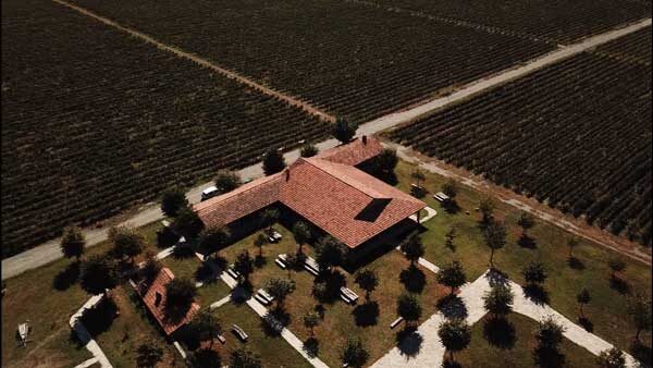 ვენახე კახეთში, საერთო ხედი