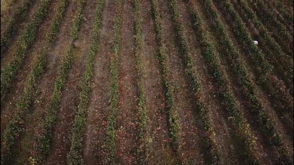 ვენახი, ზედხედი