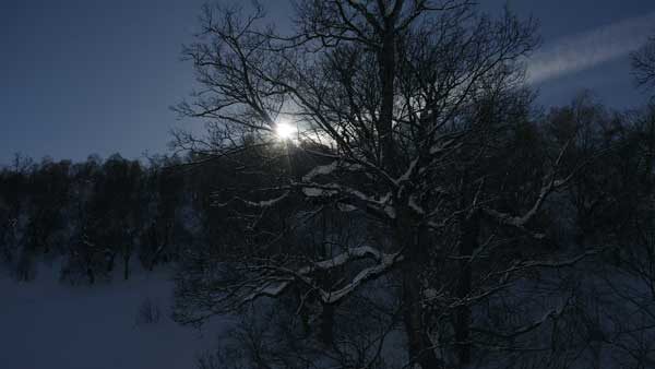 მზის სხივები ხის ტოტებში