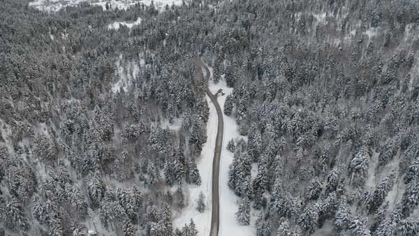 ასფალტირებული გზა ტყეში, დათოვლილი ტყე