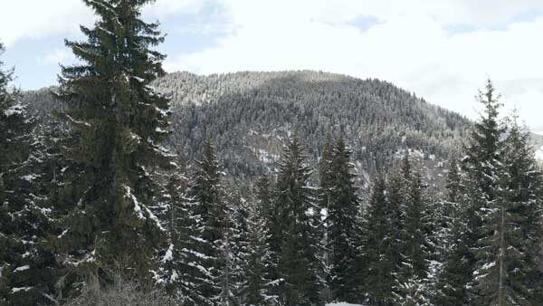 ნაძვნარი, ზამთრის ბაკურიანი