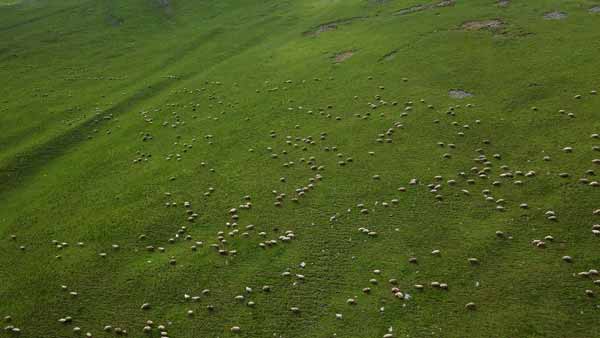 ცხვარი მინდორზე, ყაზბეგი