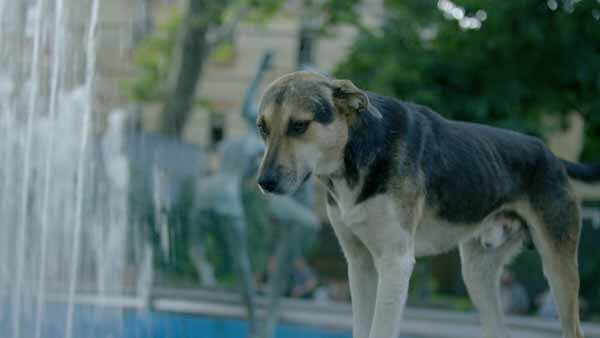 თბილისი, ქუჩის ძაღლი ბაღში, ფანტანი