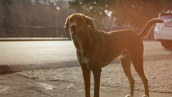 ქუჩის ძაღლი, დილა, აბანოთუბანი