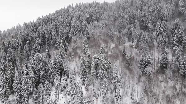 ლამაზი ზამთრის ტყე, ბაკურიანი