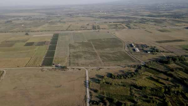 დიდი ვენახე, საერთო ხედი