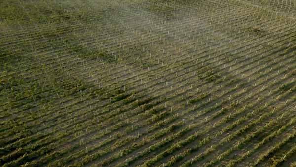 დიდი ზომის ვენახი, კახეთი