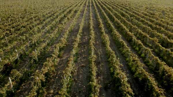 კახეთი, ბუნების ხედი, ვენახი