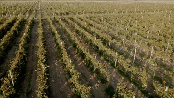 ვენახი კახეთი, ზედხედი დრონიდან