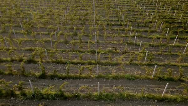 საერთო ხედი, ბუნება, ვენახი