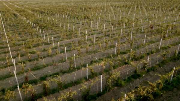 ვენახი კახეთში, ხედი დრონიდან