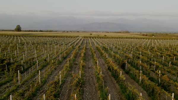 საერთო ხედი, ბუნება, ვენახი