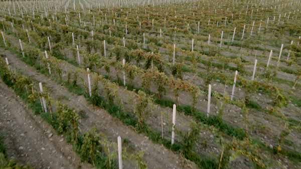 კახეთი, ბუნების ხედი, ვენახი