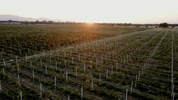 ვენახები კახეთში, ზედხედი