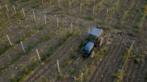 კახეთი, საღამო ვენახში, ტრაქტორი