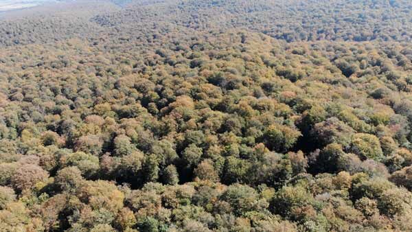 საბადურის ტყე, შემოდგომის ბუნება