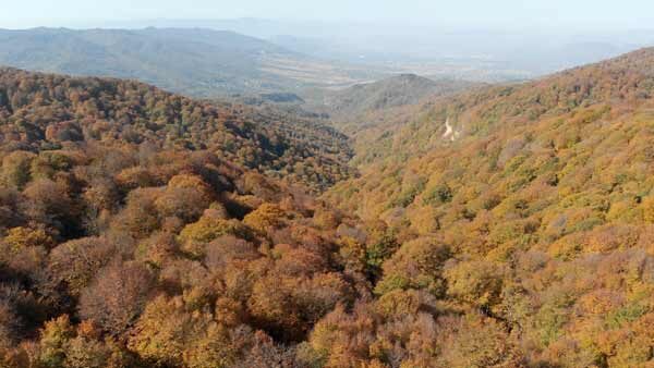შემოდგომა, საბადურის ტყე, ლამაზი ბუნება