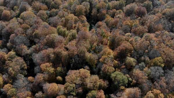 ლამაზი შემოდგომა, საბადურის ტყეში