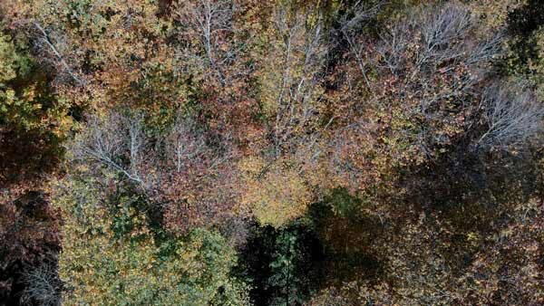 შემოდგომა, საბადურის ტყე, ლამაზი ბუნება