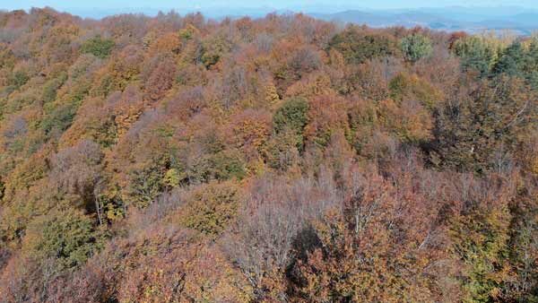 ლამაზი შემოდგომა, საბადურის ტყეში