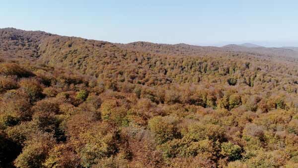 საბადურის ტყე, შემოდგომა, ფერადი ბუნება, ლამაზი შემოდგომა