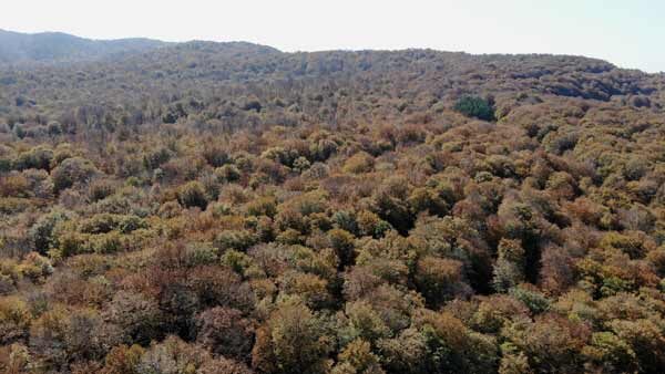 საბადურის ტყე, შემოდგომა, ფერადი ბუნება, ლამაზი შემოდგომა