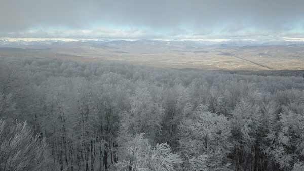 შემოდგომის საბადურის ტყე, საერთო ხედი
