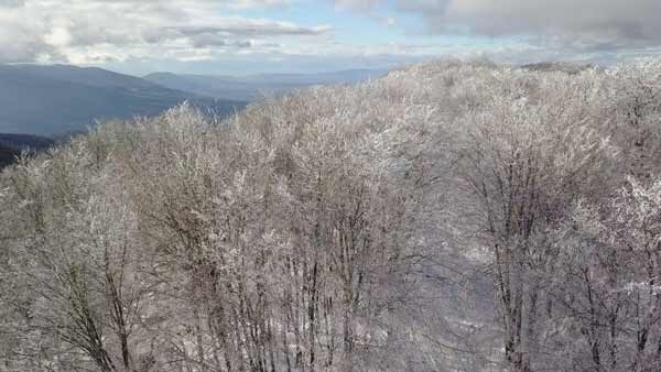 საბადურის ტყე, შემოდგომა, ფერადი ბუნება, ლამაზი შემოდგომა