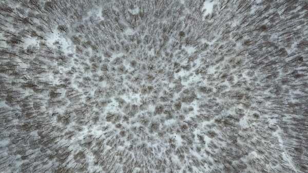 საბადურის ტყე, თოვლი, ზამთარი