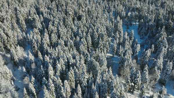 ბაკურიანი, ბუნება, ზამთარი