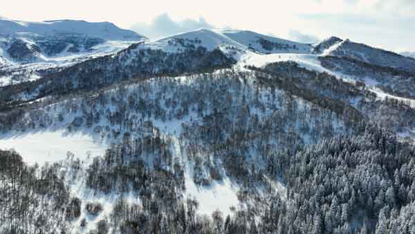 დათოვლილი ბაკურიანი, ტყე