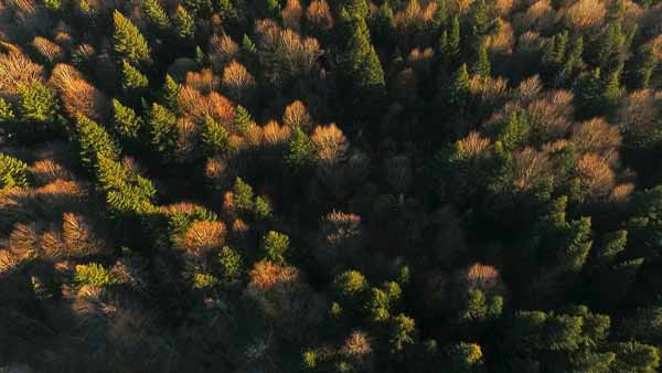 შემოდგომის ტყე, რაჭა
