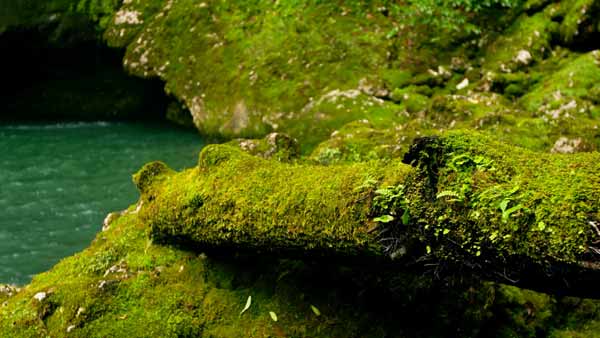 ხავსი, მდინარე, ხასვი ქვაზე