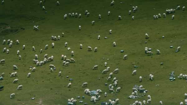 ცხვარი გუდაურში, მინდორი